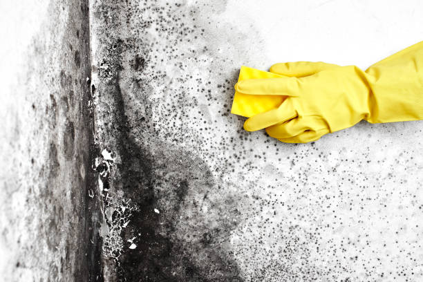 Mold Testing and Removal in Woodfield, SC