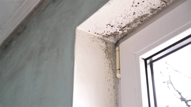 Professional Mold Removal in Woodfield, SC