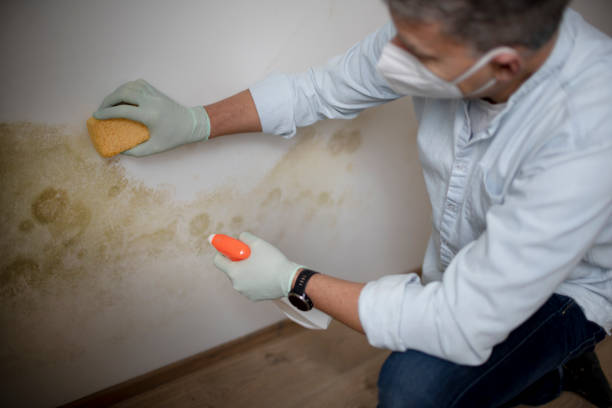 Best Mold Removal Company Near Me  in Woodfield, SC