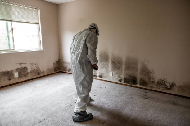 Attic Mold Removal in Woodfield, SC