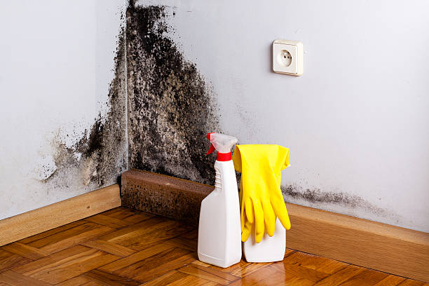 Best Mold Inspection  in Woodfield, SC